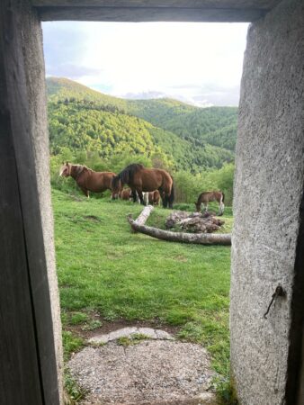 Pottoks Haute Soule