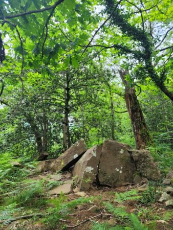 Dolmen forêt